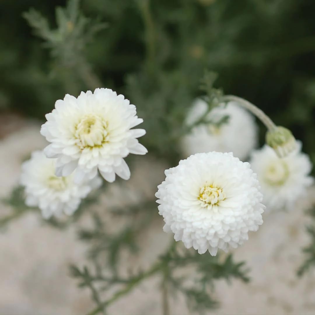 Aromatics International Roman Chamomile Hydrosol 100ml | Calming Aromatic Mist for Everyday Use