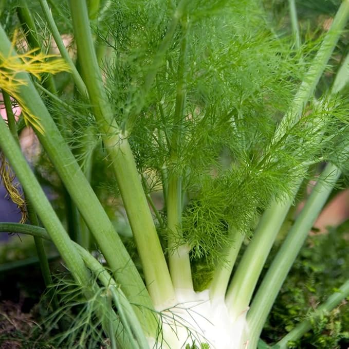 Aromatics International Premium Organic Fennel Sweet Essential Oil 5ml | 100% Pure Essential Oil for Diffusion & Aromatherapy