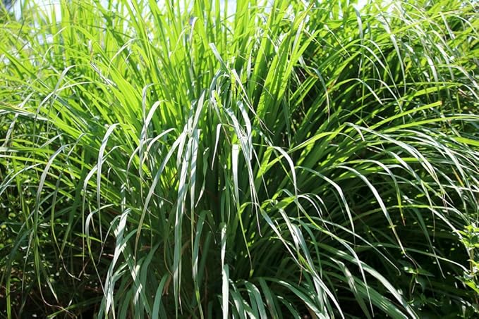 US Organic Citronella Essential Oil, USDA Certified, 100% Pure, 30 ml Pack of 2, Improved caps and droppers – Used for Skin Care, Many DIY Projects Like Candle Making and Much More